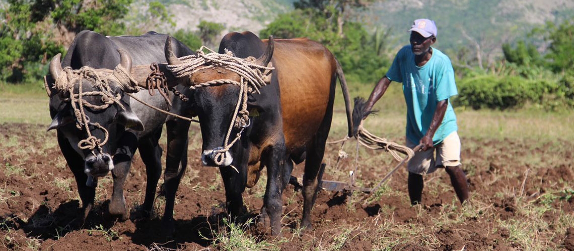 Reimagining social protection systems in the Caribbean - CaribMagPlus